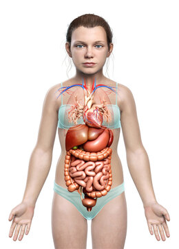 3d rendered medically accurate illustration of young girl Digestive System