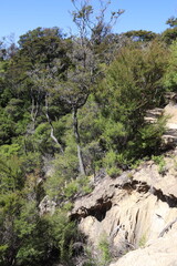 Forêt du parc Abel Tasman, Nouvelle Zélande	