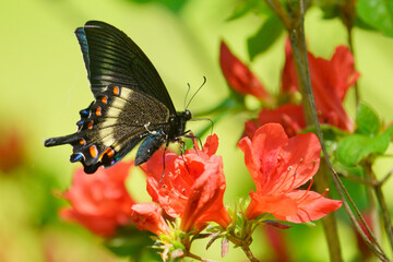 ミヤマカラスアゲハ