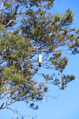 Cormoran dans un arbre, parc Abel Tasman, Nouvelle Zélande	