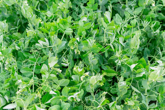 young green pea plants in the ground on the field. vegetable pea plant on the soil, Pisum sativum. Background the cultivation of vegetables