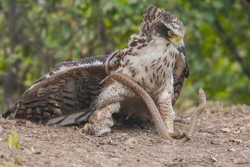 Gordijnen Crested serpent eagle vs Rat snake  © ashish