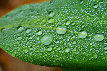 葉についた水滴