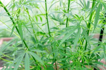 Marijuana Recreational Grow Operation Greenhouse. Legal Cannabis Plants Growing. Seeds