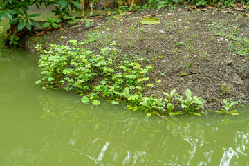 Centella asiatica leaves that grow on the ground in the orchard Naturally