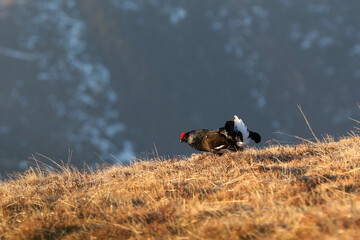 Black grass on a high mountain meadow. Golden hour after sunrise .Cold spring in nature. Wild scene from Europe. Black bird with a red crest, white tail.