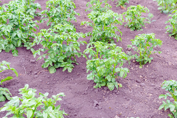 Potatoes growing in a field organic farm. growing vegetables, selective focus.