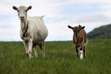 Naklejka na ściany i meble Group of goats with baby goat walking on the mountain meadow.