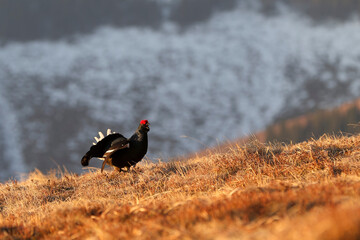 Black grass on a high mountain meadow. Golden hour after sunrise .Cold spring in nature. Wild scene from Europe. Black bird with a red crest, white tail.