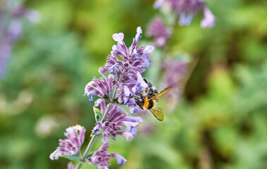 Katzenminze mit Hummel