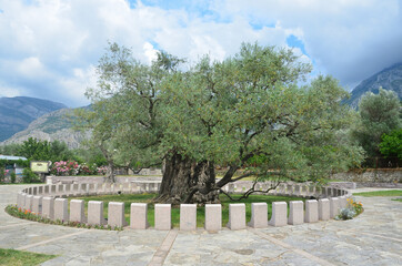 The oldest olive tree in Montenegro in the Mitrovica district, Bar city. Age more than 2000 years