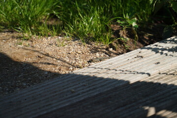 Waldeidechse in der Sonne