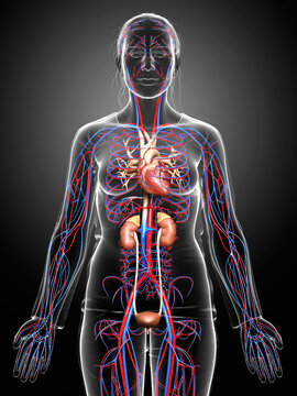 3d rendered, medically accurate illustration of the female kidneys and circulatory system