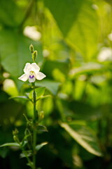 a white wild flower, tidy but beautiful with white blossom and purple carpel, green leaves and more smooth with blur background.