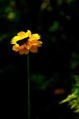  Sulfur Cosmos  or Yellow Cosmos a name of the flower with yellow blosssoms, Burmese sulfur, black tidy butterfly on it.