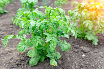 Green potato Leaf of vegetable. Organic food agriculture in garden, field or farm. Growth of crop. Natural outdoor background.