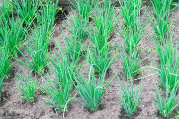 Growing onions during ripening in the form of green feathers in the garden. organic farm