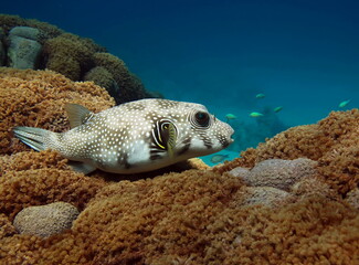 Arotnron fish. Fishes - a type of bone fish of the Osteytnes Pufferfish (Tetraodontidae) Spiny...