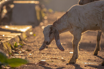 Goat for Qurban Eid al-Adha. Eid al-Adha is an Islamic festival to commemorate the willingness of...