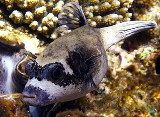 Masked puffer. Fish - a type of bone fish Osteichthyes. Pufferfish (Tetraodontidae). Masked...