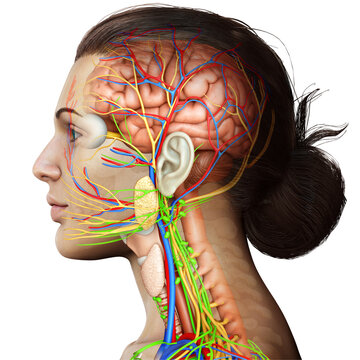 3d rendered medically accurate illustration of a female brain anatomy