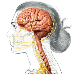 3d rendered medically accurate illustration of a female brain anatomy