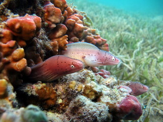 Moray eels. Fishes - a type of bone fish Osteichthyes. Moray eels (Muraenidae). Pepper moray eels.