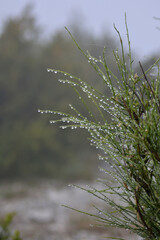 grass with drops