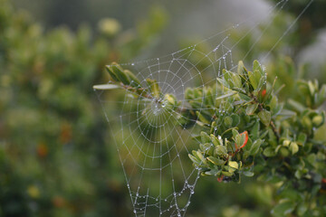 spider web with dew drops