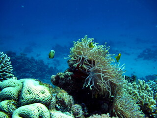Nemo. Clown fish, amphiprion (Amphiprioninae). Red sea clown fish.
