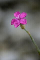 pink flower