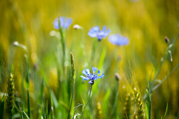 Flowers cornflower. Field with ears of rye. Blue flower on a background of rye.
