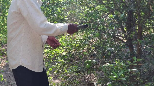 A senior farmer pruning branches of lemon tree  with the help of cutters And hanging on the unripe green lime cast