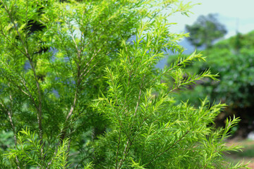 green grass in the morning