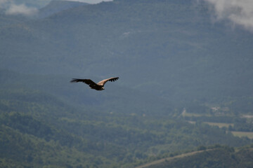 Vultures in the sky