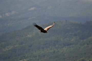 Vultures in the sky