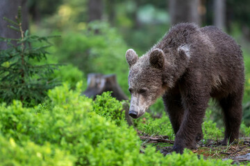 Fototapeta premium Young brown bear, ursus arctos, walking in green summer forest with trees. Territorial furry mammal moving in woodland.