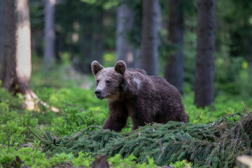 Young brown bear, ursus arctos,  walking in green summer forest with trees. Territorial furry mammal moving in woodland.