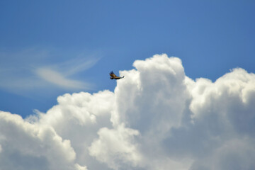 Vultures in the sky