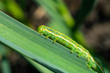 A green caterpillar with a yellow stripe on the side on a green leaf.
