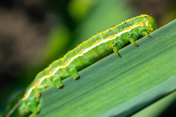 A green caterpillar with a yellow stripe on the side on a green leaf.