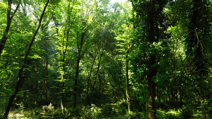 Fototapeta premium Green forest background, light shining down