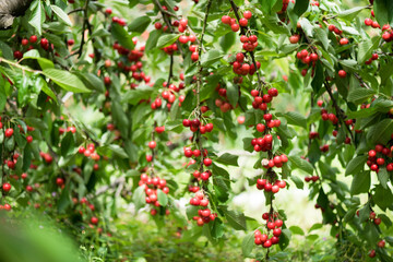 Cherry tree . Red ripe berries on the branches. Ripe cherry under the leaves.