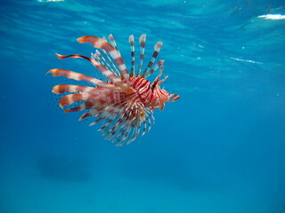 Lionfish Fish - type bone fish Osteichthyes. Scorpaenidae. Winged warrior. Fish zebra.
Lionfish, Corphene, Lionfish Warrior, Zebra Fish,
