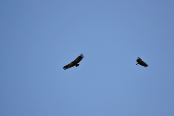 Vultures in the sky