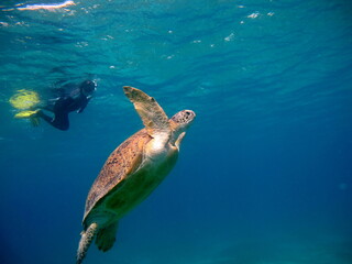 Turtle. Big Green turtle on the reefs of the Red Sea.