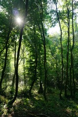 Naklejka premium Sun shining in forest, background