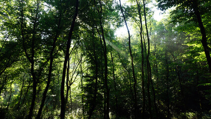 Fototapeta na wymiar Sun shining in forest, background