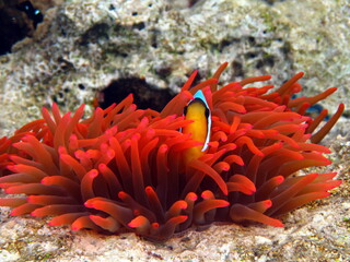 Nemo. Clown fish, amphiprion (Amphiprioninae). Red sea clown fish.