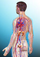 3d rendered, medically accurate illustration of the kidneys and circulatory system
